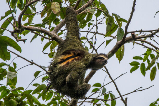 Three Toed Sloth In Tree