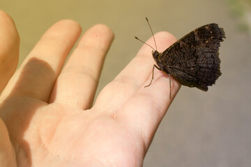 vital, not staged photo of a butterfly that sits on hand