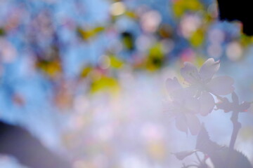 日本の美しい桜