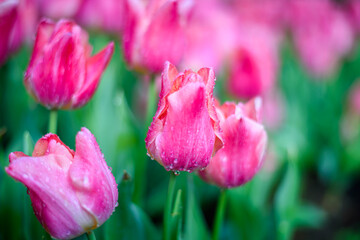 Beautiful  purple pink tulips flower in the garden at morning with sunlight