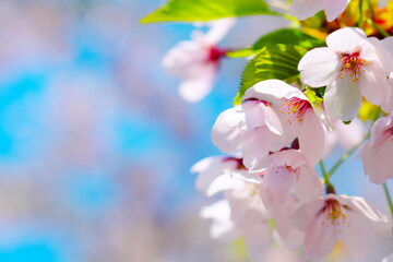 Naklejka na ściany i meble 日本の美しい桜