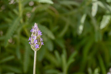 flowers in the garden