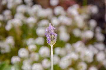 flowers in the garden