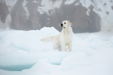 Plakat Beautiful golden retriever dog standing on the ice floe by the sea in winter