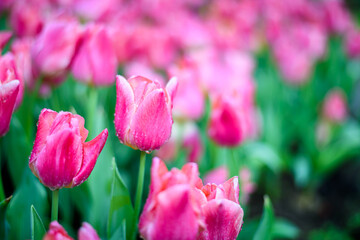 Beautiful  purple pink tulips flower in the garden at morning with sunlight