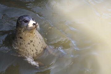 Close up of harbor seal