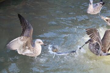 Seal steals fish from seagulls