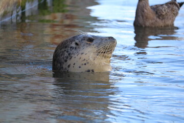 Fototapeta premium Close up of harbor seal