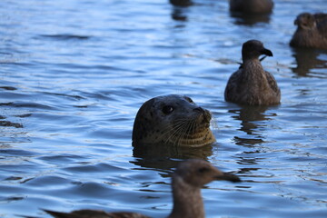 Obraz premium Harbor seal