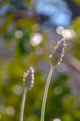 flowers in the garden