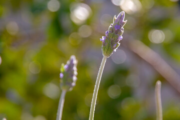 flowers in the garden