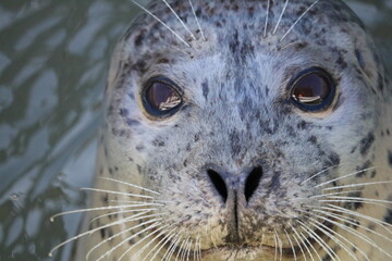 Close up of harbor seal