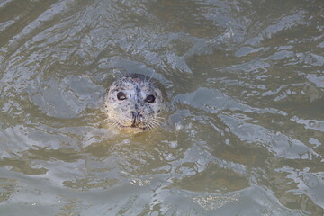 Close up of harbor seal