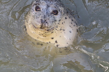 Close up of harbor seal