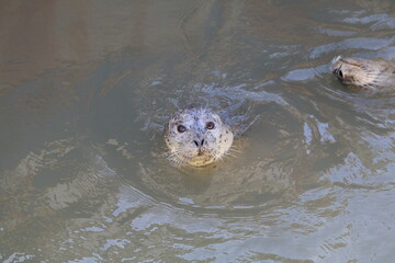 Close up of harbor seal