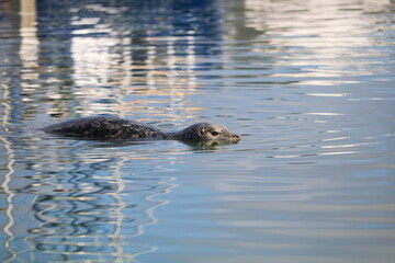 Fototapeta premium Harbor seal swimming