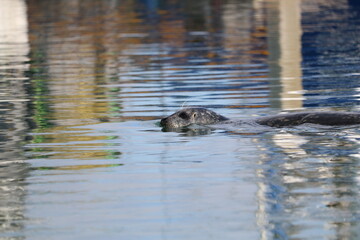 Harbor seal swimming