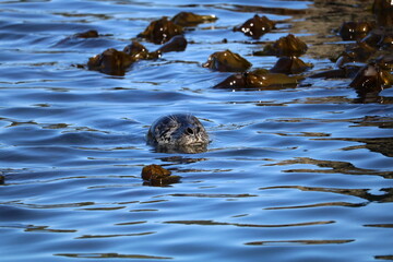 Harbor Seal