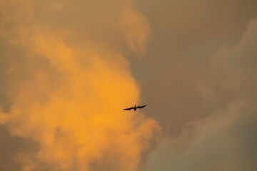 Gaivota voando ao pôr-do-sol sob nuvens de tempestade