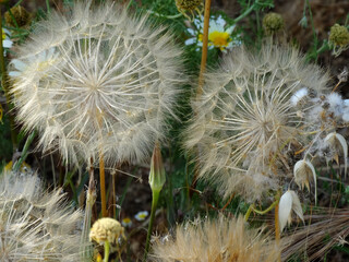 Dandelion flowers bloom in outdoor. Dandelions is known as Taraxacum, has very small flowers collected together into a composite flower head.