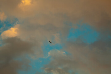 Gaivota voando no pôr-do-dol com nuvens amarelas
