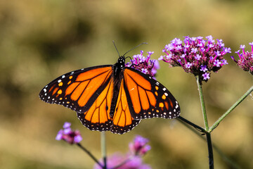 closeup of butterfly 