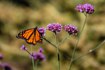closeup of butterfly 
