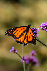 closeup of butterfly 