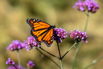 closeup of butterfly 