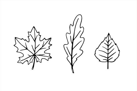 Set of vector black hand drawn contours of autumn maple, oak, birch leaves in Doodle style. Empty outline isolated on white background. Simple design for scrapbooking, coloring books, theme design
