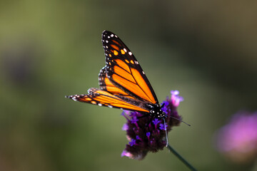 closeup of butterfly 