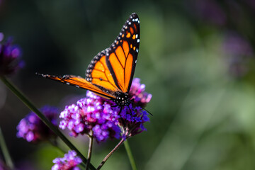 Fototapeta na wymiar closeup of butterfly 