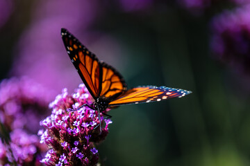 closeup of butterfly 