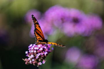 Closeup of butterfly on little flowers