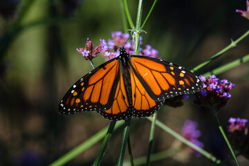 Closeup of butterfly on little flowers