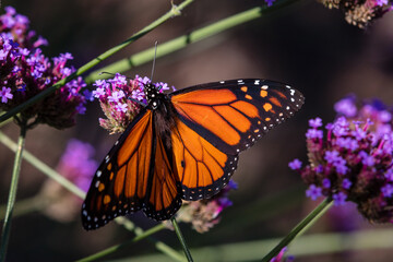 Closeup of butterfly on little flowers