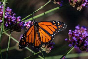 Closeup of butterfly on little flowers