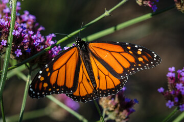 Closeup of butterfly on little flowers