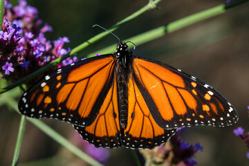 Closeup of butterfly on little flowers