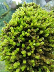 green moss on the wall