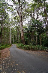 Fototapeta premium Road through the forest at Tamborine Mountain, Queensland, Australia.