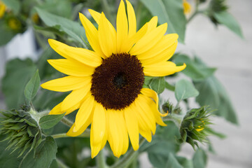 Small Bright Yellow Sunflower in a Planter on the Sidewalk