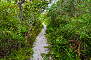 Hiking Trail Through Scrub Oak Hammoch,Grayton Beach State Park,Santa Rosa Island, Florida, USA