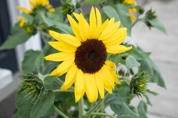 Small Bright Yellow Sunflower in a Planter on the Sidewalk