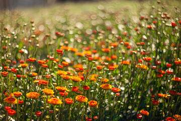 Flowers colorful in the garden soft and select select focus.