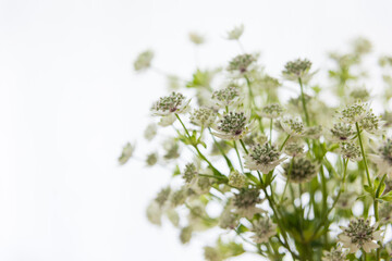 A bouquet of decorative flowers in a vase on table. Flowers in a vase by the window