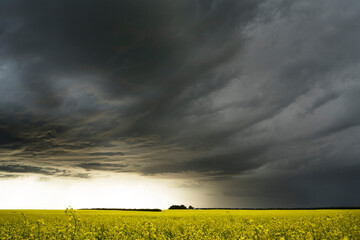 Prairie storm clouds form over a blooming yellow canola field in Western Canada.