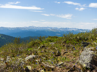Shrub and flowers on the top of the mountain. Panorama of the distant Siberian mountains. Summer sunny day