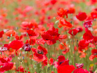 Fototapeta na wymiar Red poppies bloom on a green field. Summer day