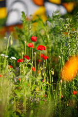 Poppies